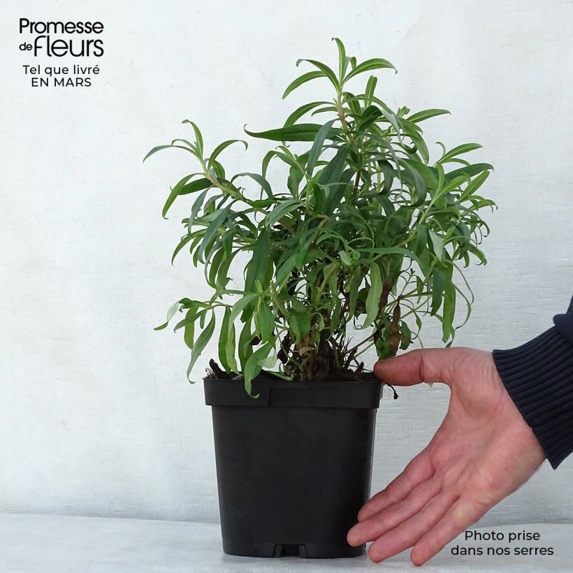 Exemplaar van Penstemon Schoenholzeri - Slangenkop Pot van 2 l/3 l zoals geleverd in de lente
