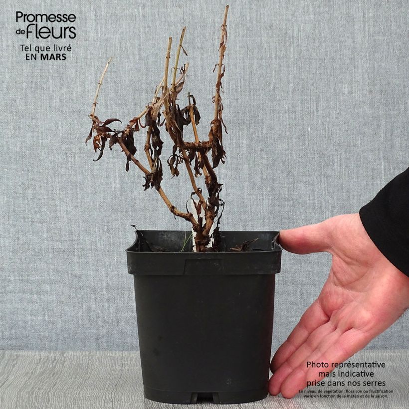 Example of Penstemon hybride Schoenholzeri - Galane Pot van 2 l/3 l as you get in hiver