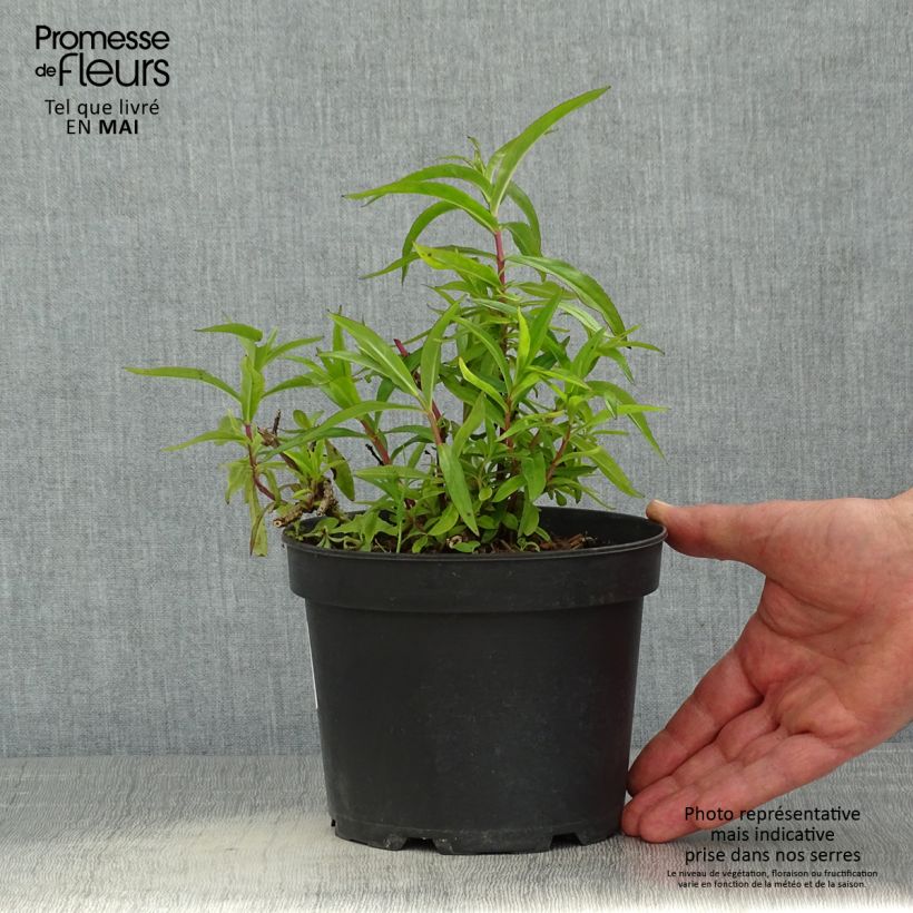 Exemplaar van Penstemon Sour Grapes - Slangenkop Pot van 2 l/3 l zoals geleverd in de lente