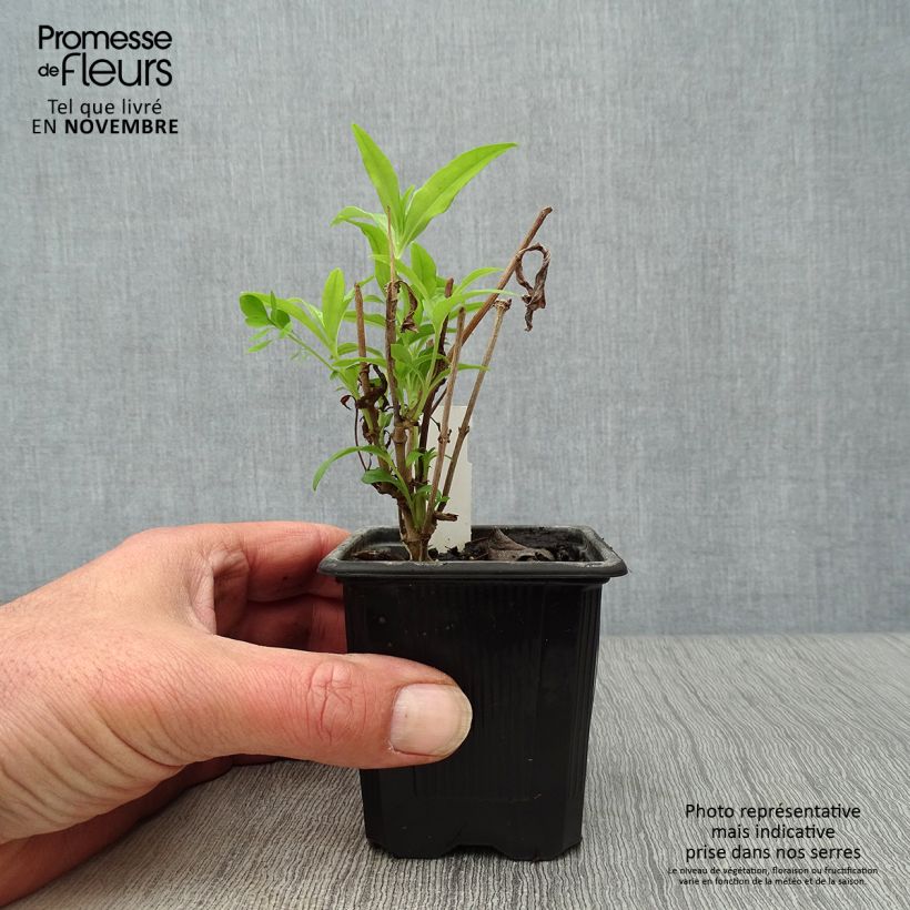 Exemplaar van Penstemon White Bedder - Slangenkop Kweekpotje van 8/9 cm zoals geleverd in de herfst
