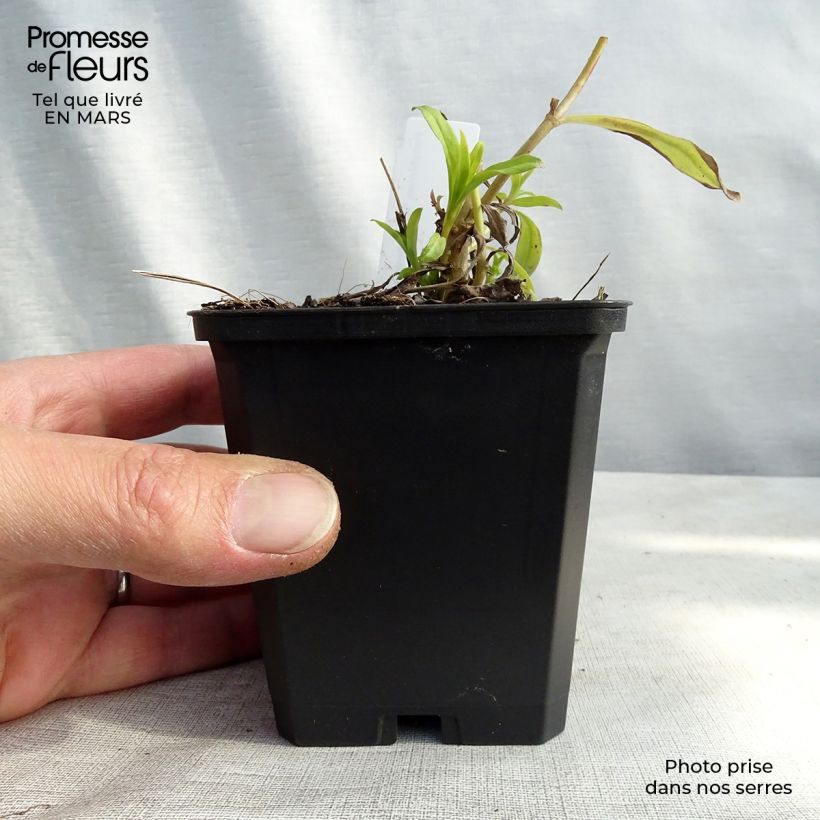 Example of Penstemon hybride White Bedder - Galane Kweekpotje van 8/9 cm as you get in hiver