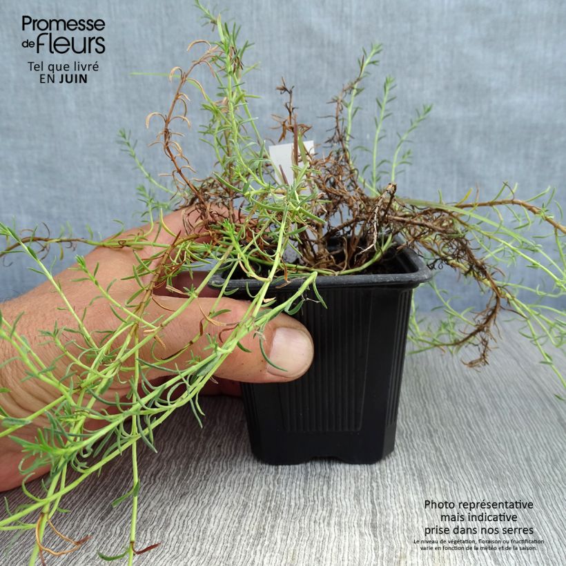 Exemplaar van Penstemon pinifolius Mersea Yellow - Slangenkop Kweekpotje van 8/9 cm zoals geleverd in de zomer