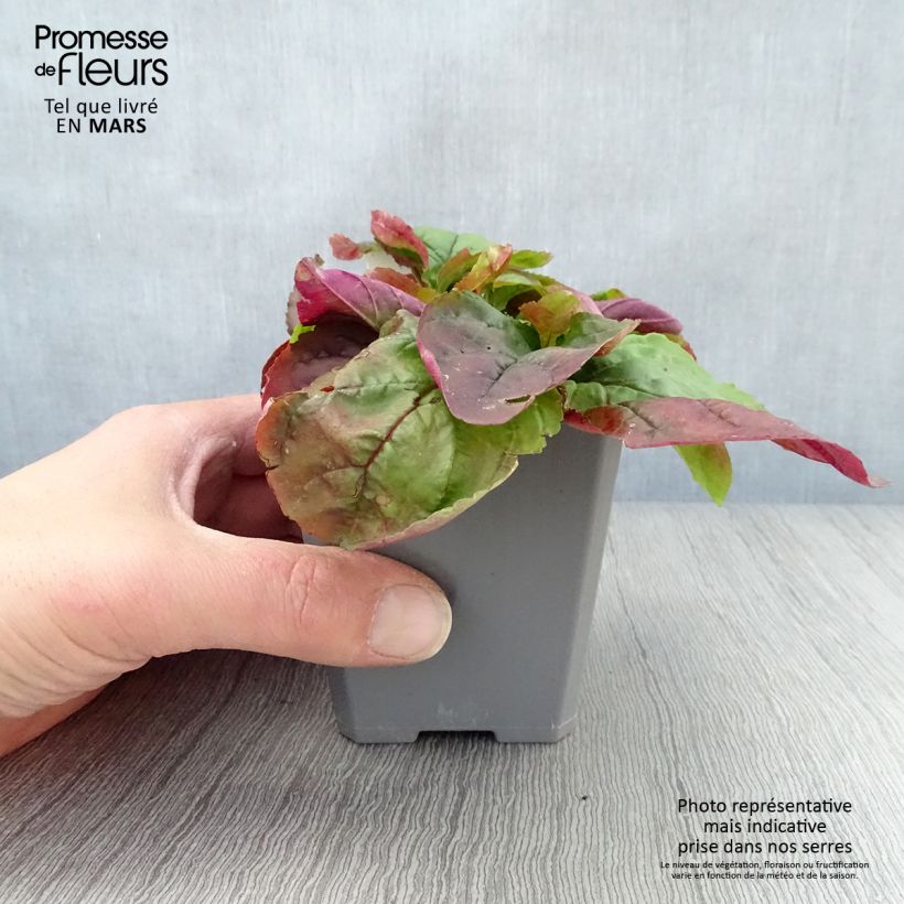 Exemplaar van Penstemon smallii - Slangenkop Kweekpotje van 8/9 cm zoals geleverd in de lente