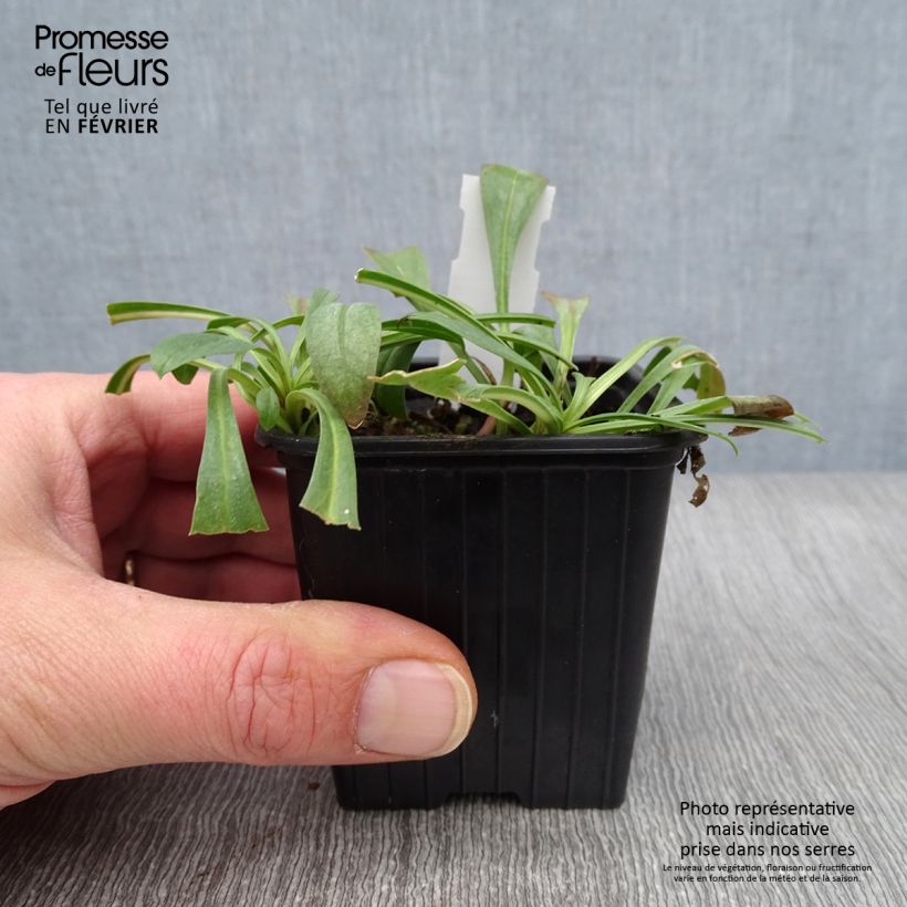Example of Penstemon strictus - Galane Kweekpotje van 8/9 cm as you get in hiver