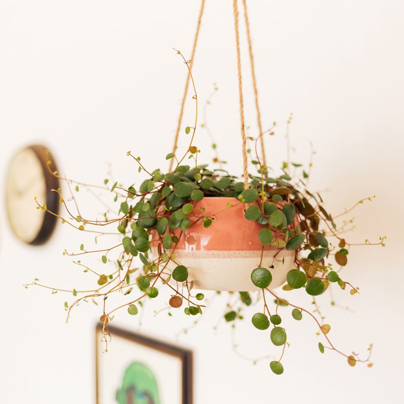 Peperomia Pepperspot (Groeiplaats)