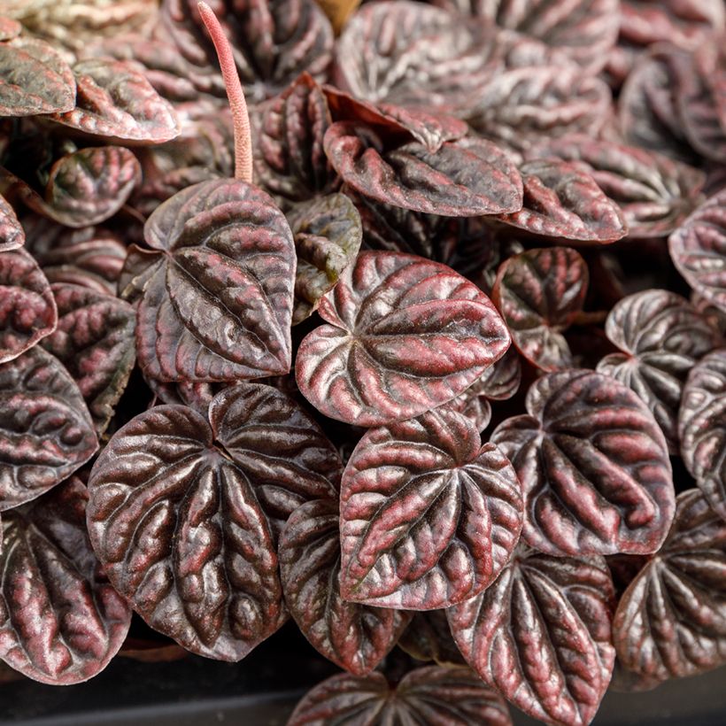 Peperomia caperata Luna - Rattenstaartje (Blad)