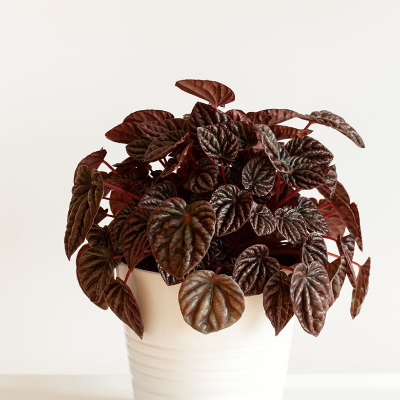 Peperomia caperata Luna - Rattenstaartje (Groeiplaats)