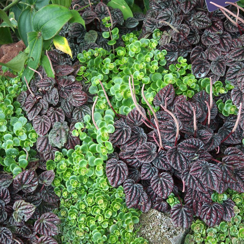 Peperomia Montevideo - Rattenstaartje (Groeiplaats)