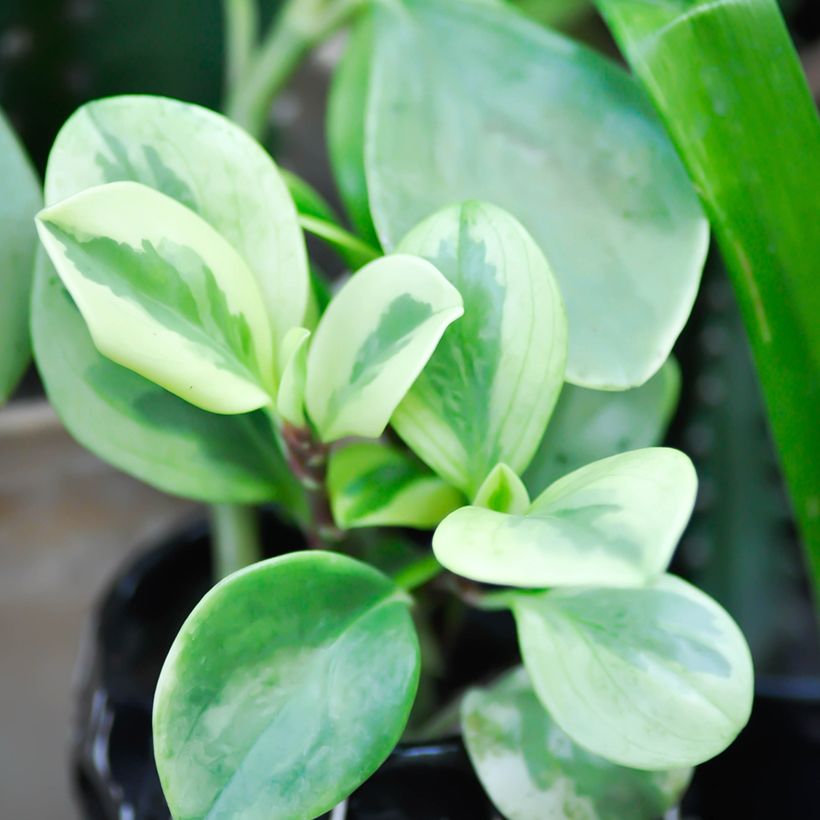 Peperomia obtusifolia Obtipan Bicolor - Krokodillentranen (Blad)