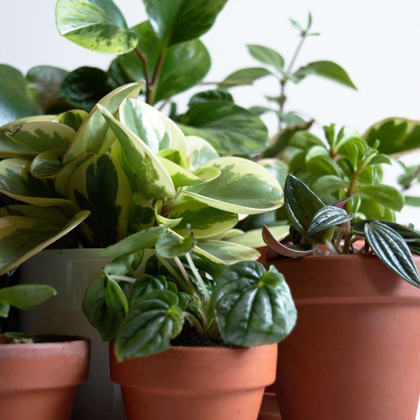Peperomia obtusifolia Obtipan Bicolor - Krokodillentranen (Groeiplaats)