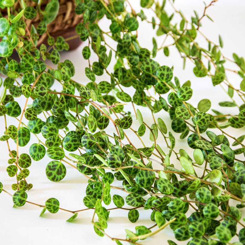 Peperomia prostrata - String of Turtles (Blad)