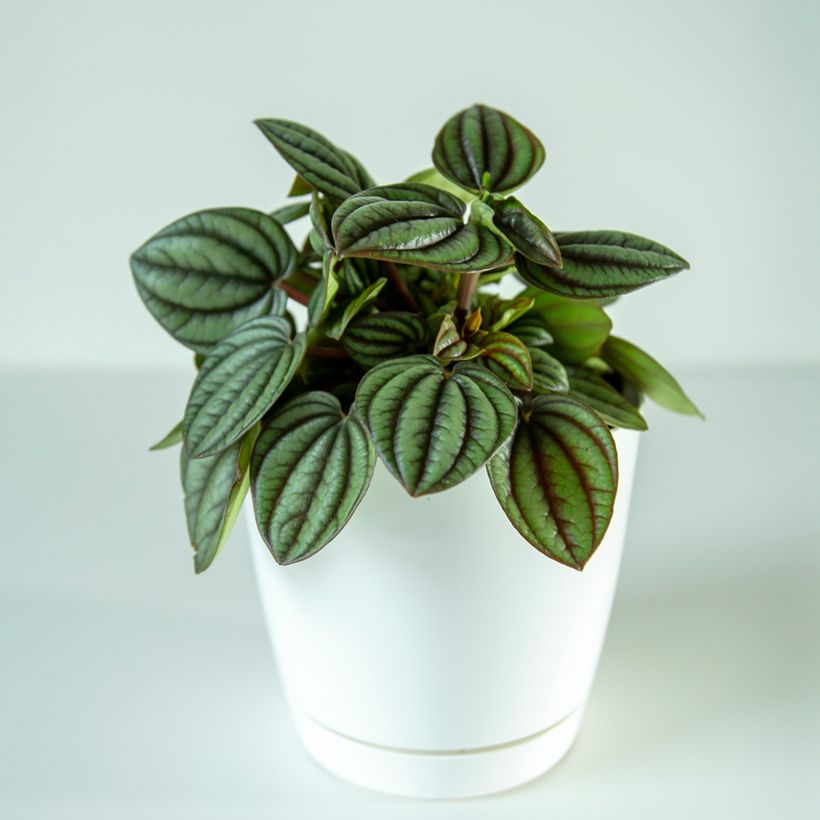 Peperomia Piccolo Banda - Rattenstaartje (Groeiplaats)