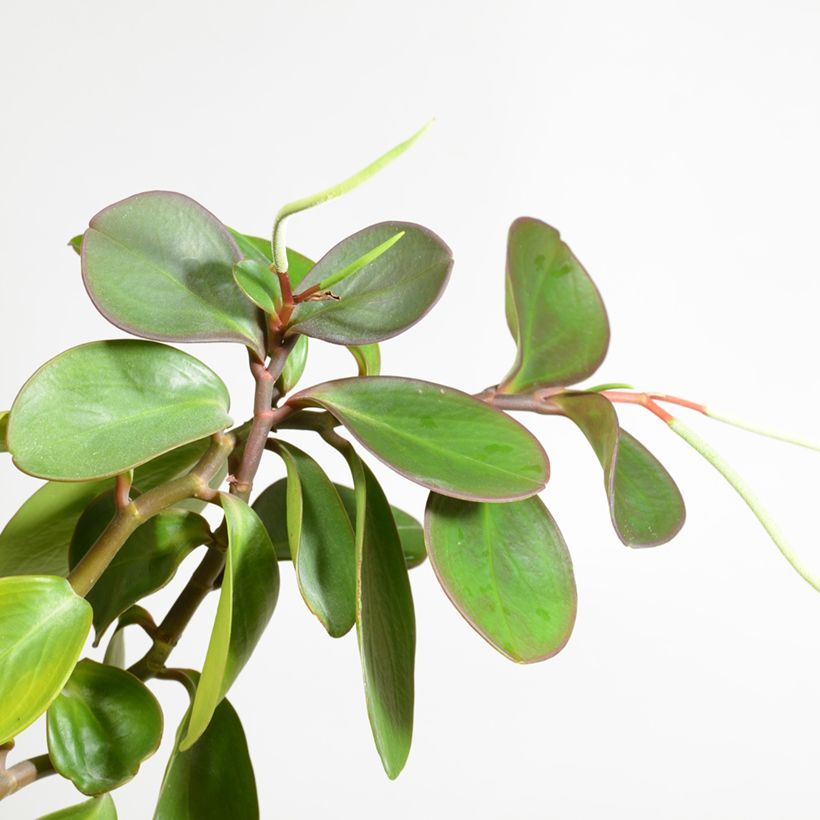 Peperomia obtusifolia Green - Krokodillentranen (Bloei)