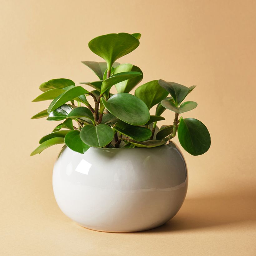 Peperomia obtusifolia Green - Krokodillentranen (Groeiplaats)