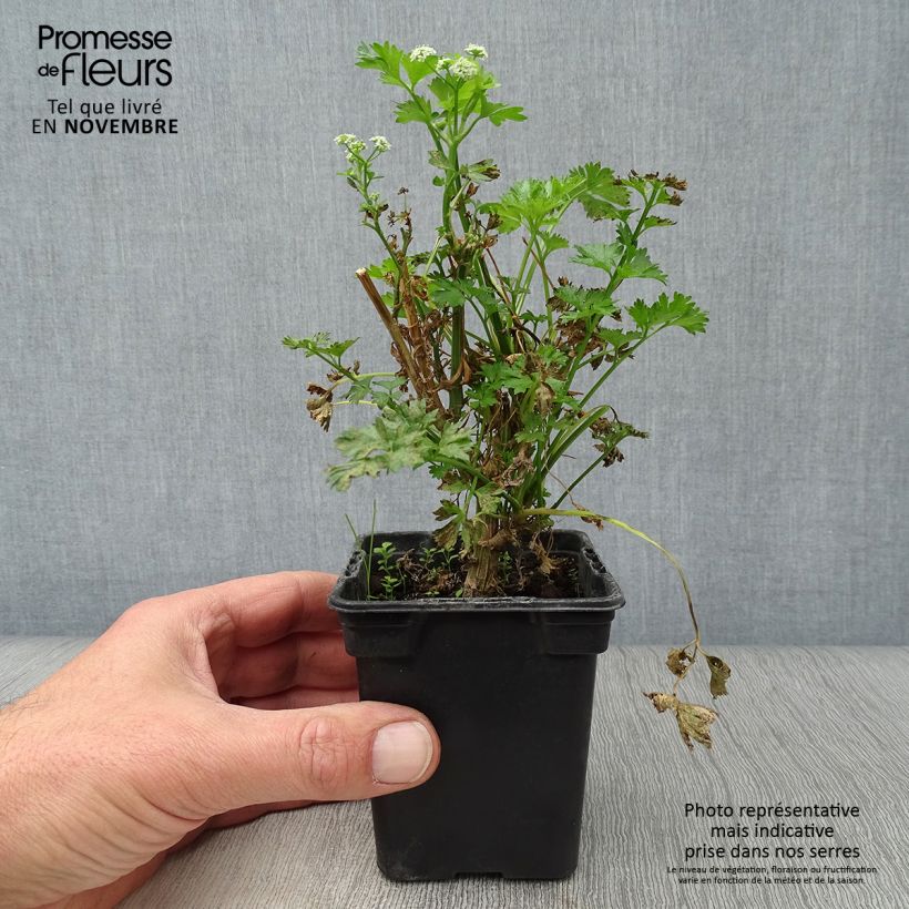 Exemplaar van Snijselderij Per-Cel BIO Kweekpotje van 7/8 cm zoals geleverd in de herfst