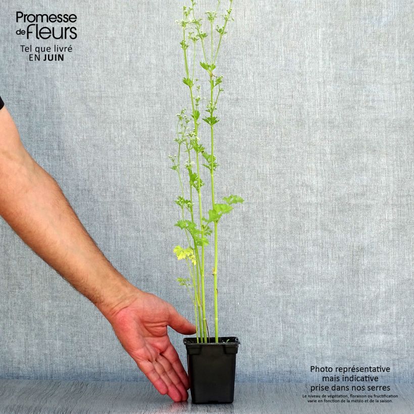 Exemplaar van Snijselderij Per-Cel BIO Kweekpotje van 7/8 cm zoals geleverd in de zomer