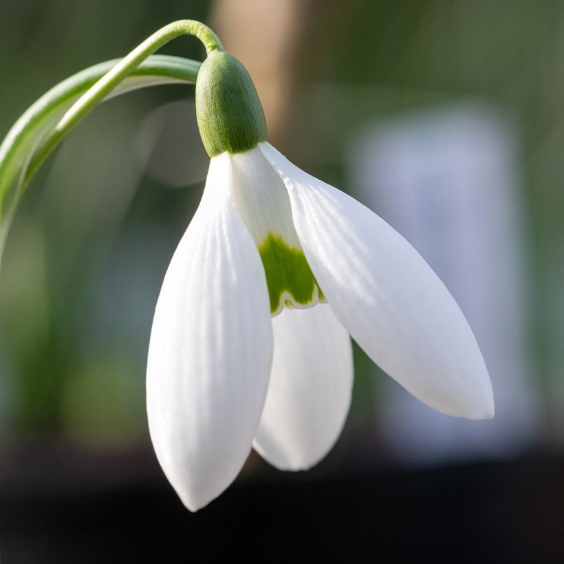 Galanthus elwesii - Groot sneeuwklokje (Bloei)