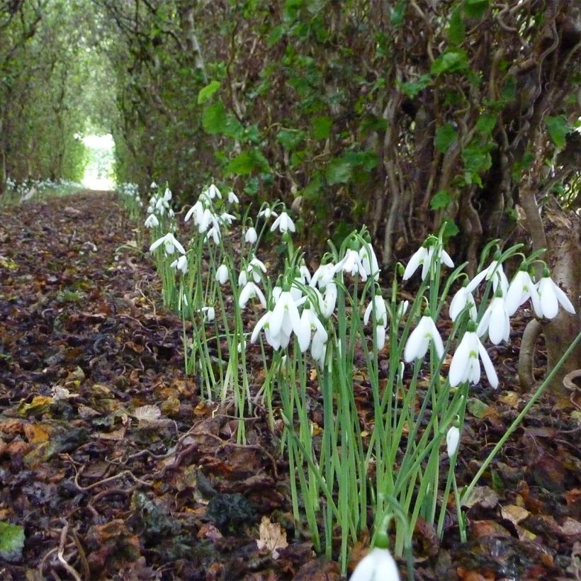 Galanthus reginae-olgae - Herfstsneeuwklok (Groeiplaats)