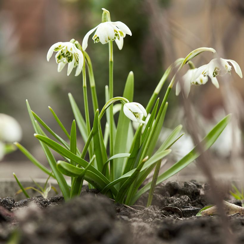Galanthus nivalis Dionysus - Sneeuwklokje (Groeiplaats)