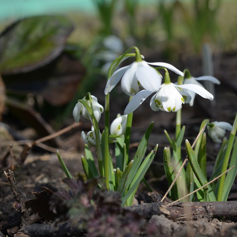 Galanthus nivalis Flore Pleno - Sneeuwklokje (Groeiplaats)