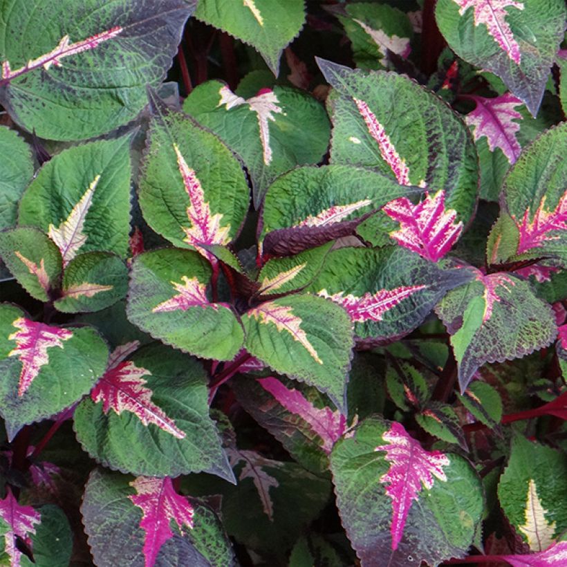 Perilla frutescens Magilla Purple - Shiso (Flowering)