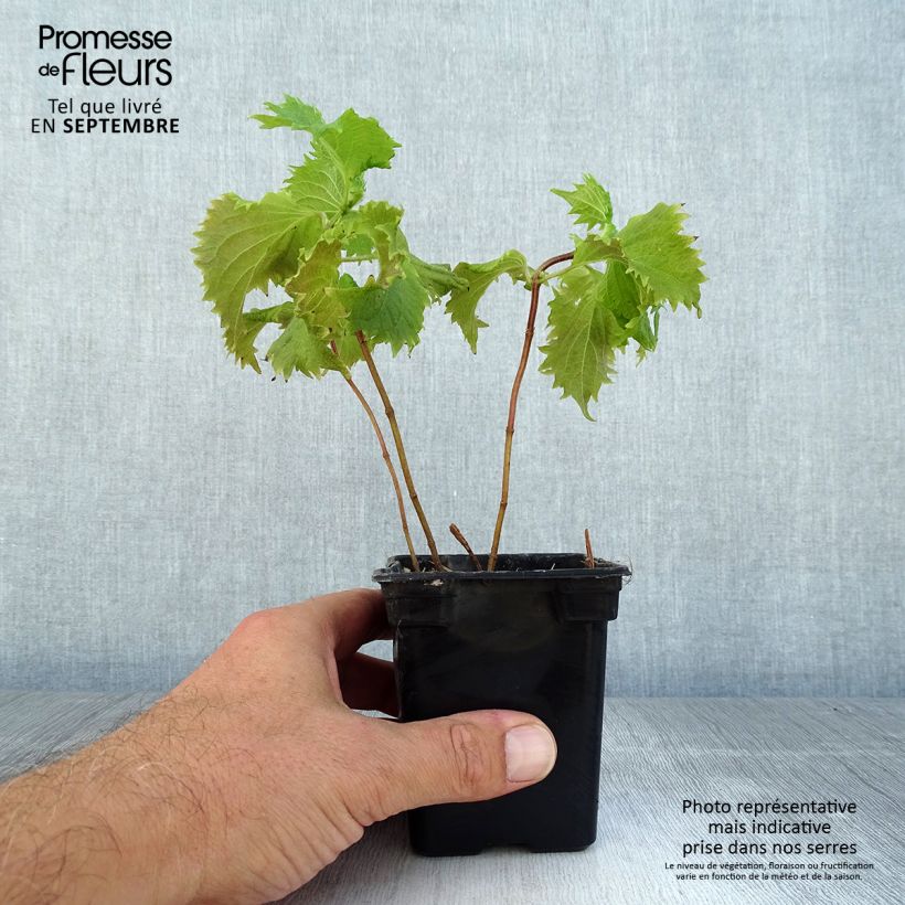 Exemplaar van Shiso - Perilla frutescens Kweekpotje van 7/8 cm zoals geleverd in de zomer