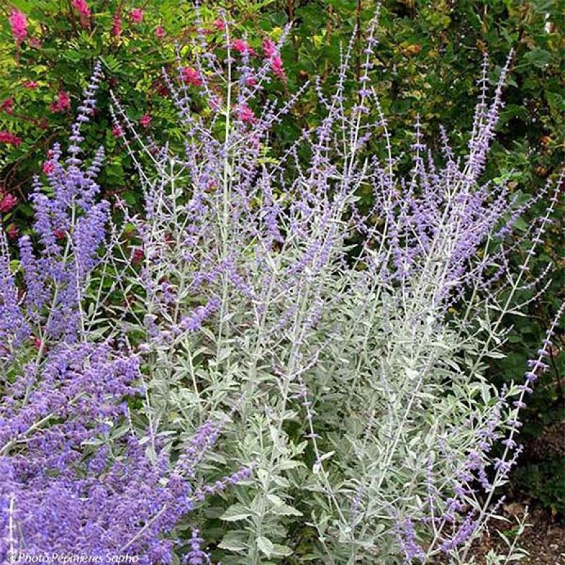 Perovskia Silvery Blue - Russische salie (Foliage)
