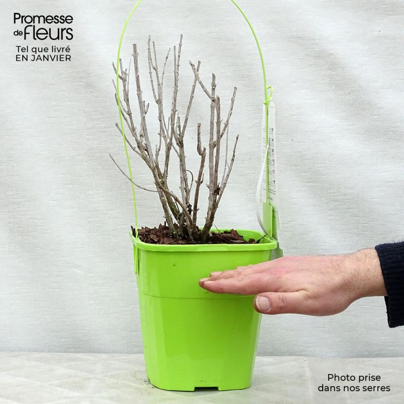 Example of Perovskia Silvery Blue - Sauge d'Afghanistan Pot van 3 l/4 l as you get in hiver