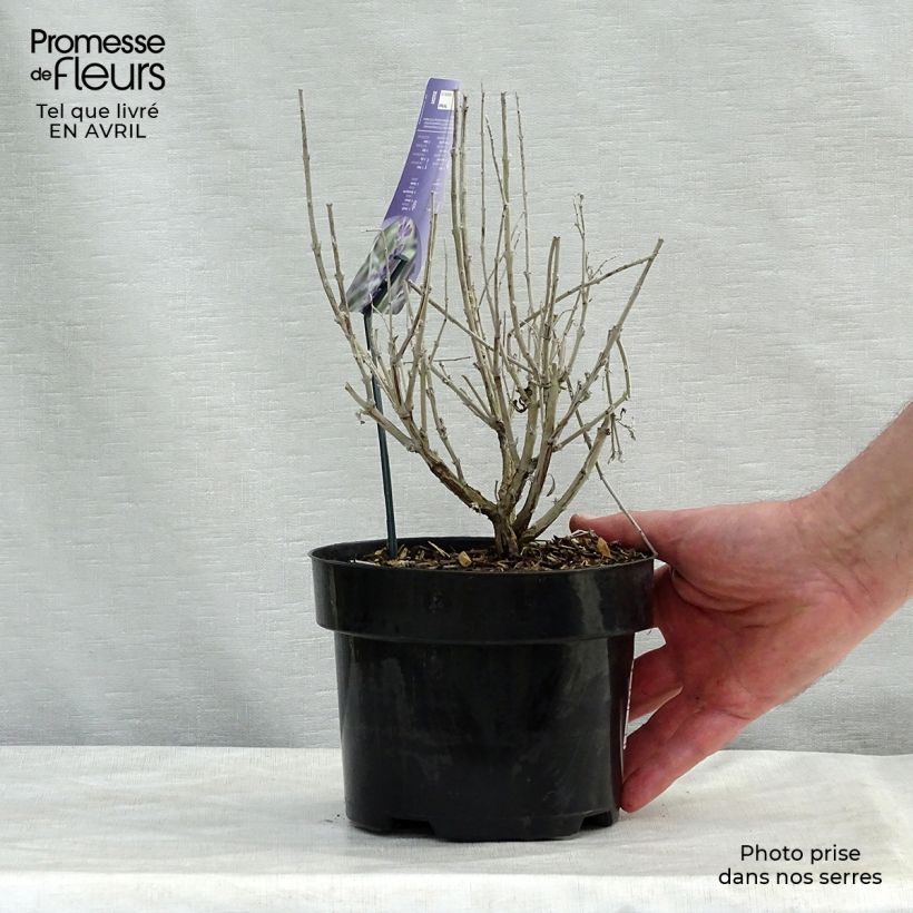 Exemplaar van Perovskia Silvery Blue - Russische salie Pot van 3 l/4 l zoals geleverd in de lente