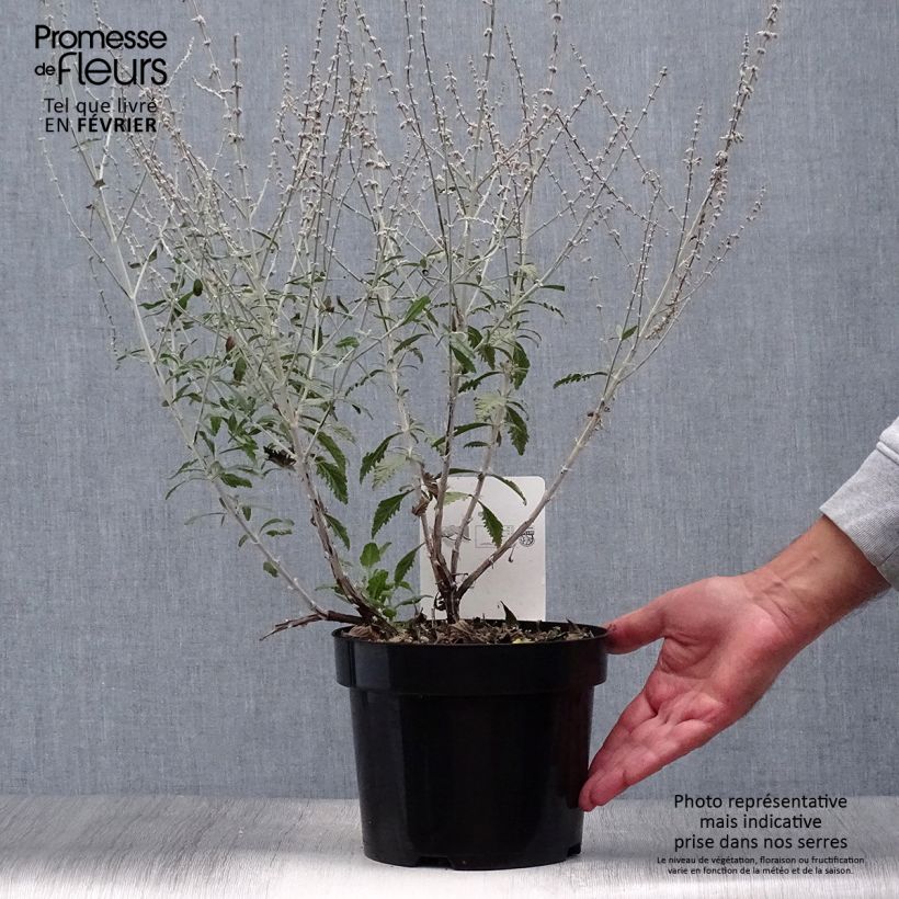 Exemplaar van Perovskia Silvery Blue - Russische salie Pot van 3 l/4 l zoals geleverd in de herfst