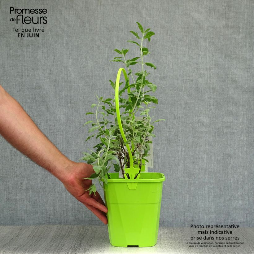Exemplaar van Perovskia Silvery Blue - Russische salie Pot van 3 l/4 l zoals geleverd in de zomer