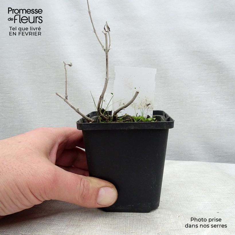 Example of Perovskia Silvery Blue - Sauge d'Afghanistan Kweekpotje van 8/9 cm as you get in hiver