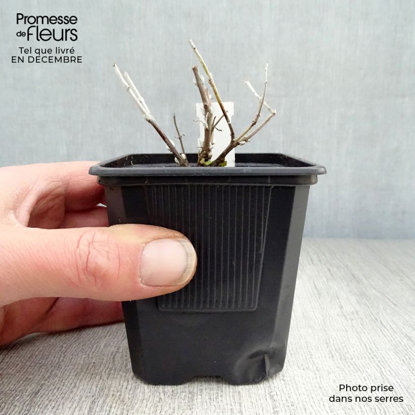 Example of Perovskia atriplicifolia Blue Spire - Sauge de Sibérie Kweekpotje van 8/9 cm as you get in hiver