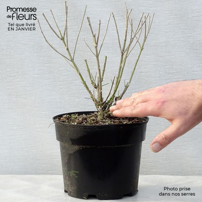 Example of Perovskia atriplicifolia Blue Spire - Sauge de Sibérie Pot van 2 l/3 l as you get in hiver