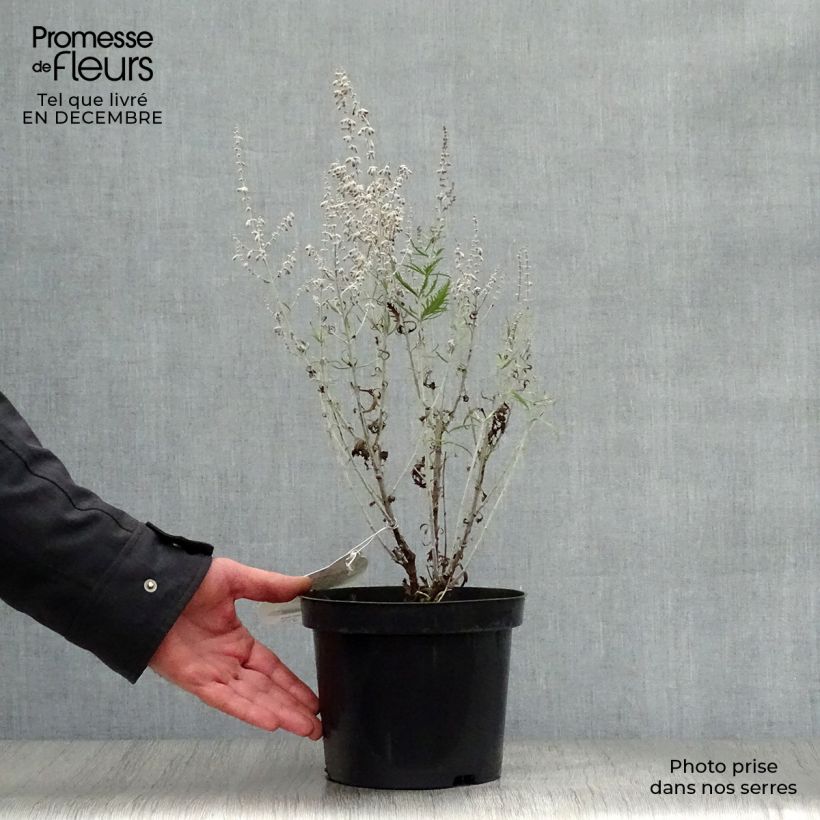 Example of Perovskia atriplicifolia Lacey Blue Pot van 2 l/3 l as you get in hiver