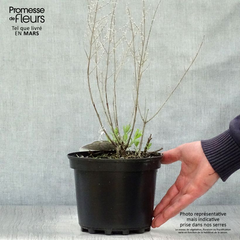 Exemplaar van Perovskia atriplicifolia Lacey Blue - Russische salie Pot van 2 l/3 l zoals geleverd in de lente