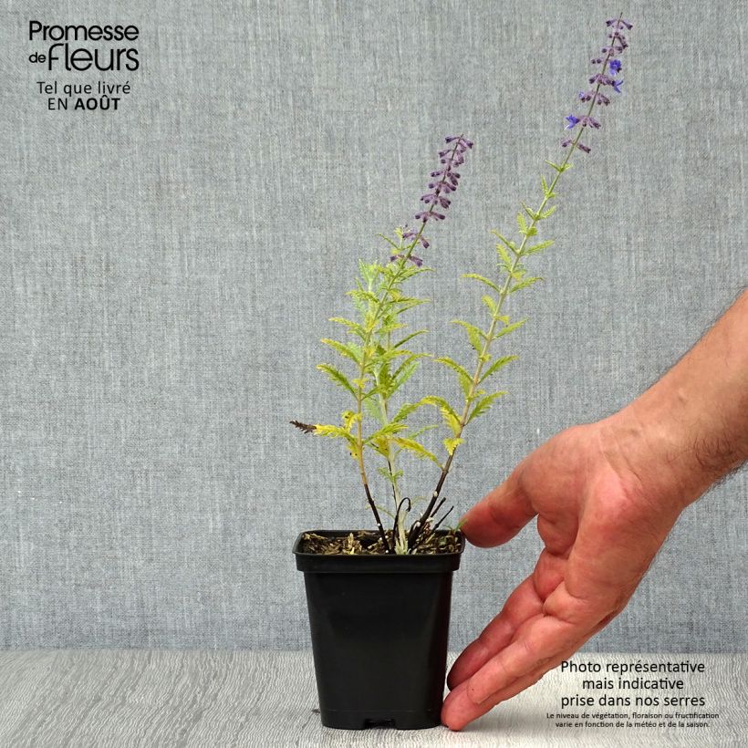 Exemplaar van Perovskia atriplicifolia Little Spire - Russische salie Kweekpotje van 8/9 cm zoals geleverd in de zomer