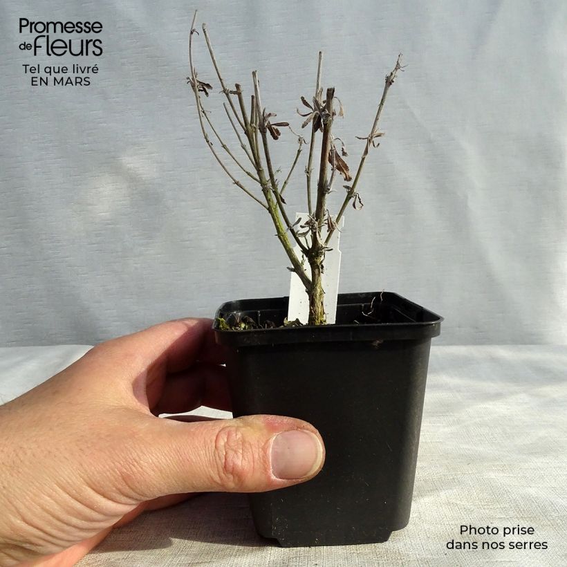 Example of Perovskia atriplicifolia Little Spire - Sauge d'Afghanistan compacte Kweekpotje van 8/9 cm as you get in hiver