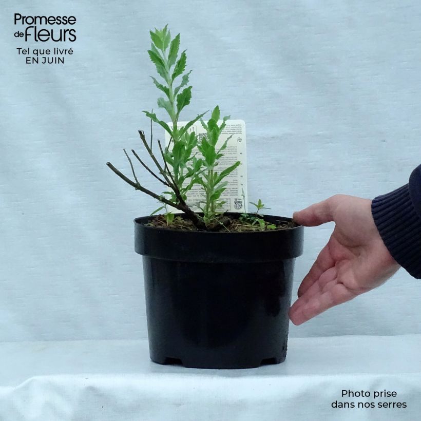 Exemplaar van Perovskia atriplicifolia Little Spire - Russische salie Pot van 2 l/3 l zoals geleverd in de zomer
