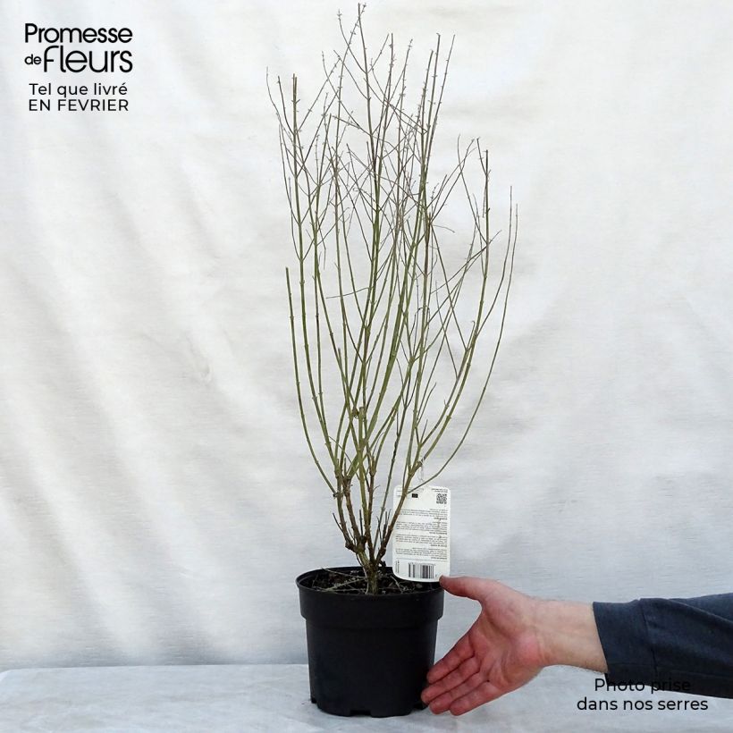 Example of Perovskia atriplicifolia Little Spire - Sauge d'Afghanistan compacte Pot van 2 l/3 l as you get in hiver