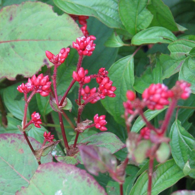 Persicaria Indian Summer - Duizendknoop (Bloei)