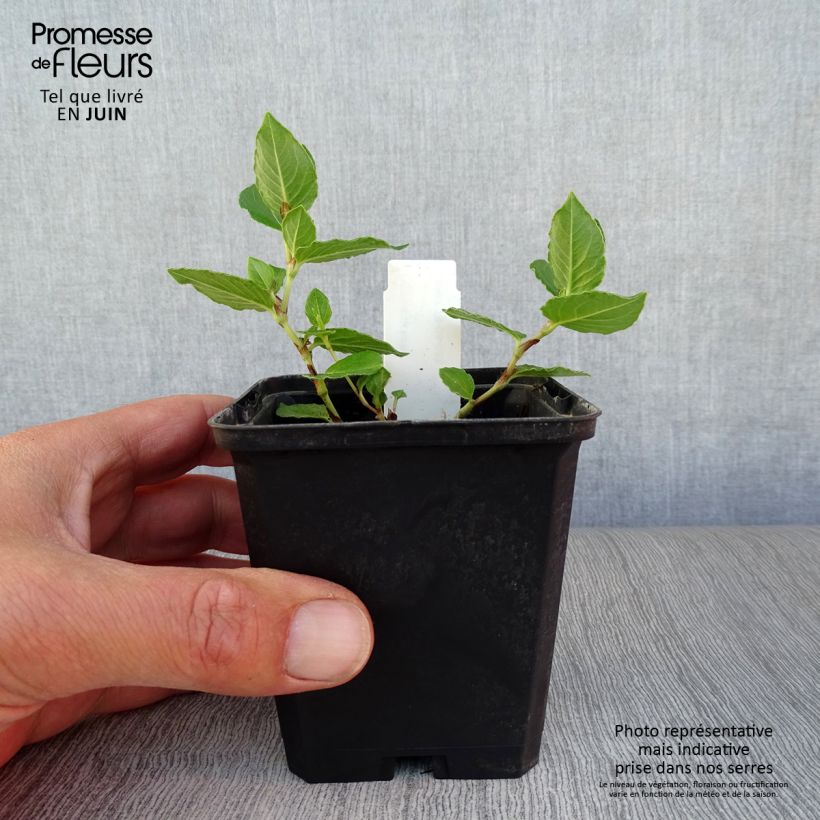 Exemplaar van Aconogonon tortuosum var. glabrifolium - Duizendknoop Kweekpotje van 8/9 cm zoals geleverd in de zomer