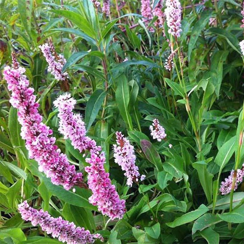 Persicaria affinis Superba - Kruipduizendknoop (Flowering)