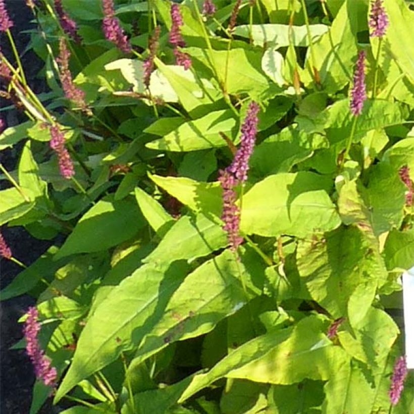 Persicaria amplexicaulis Golden Arrow - Duizendknoop (Foliage)