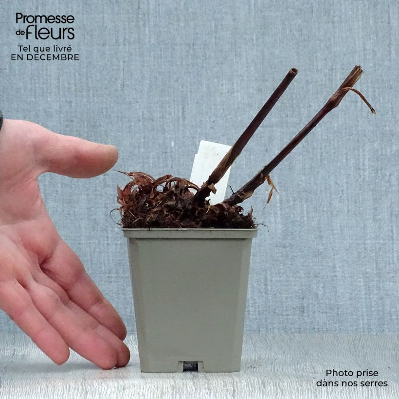 Example of Renouée - Persicaria amplexicaulis High Society Kweekpotje van 8/9 cm as you get in hiver