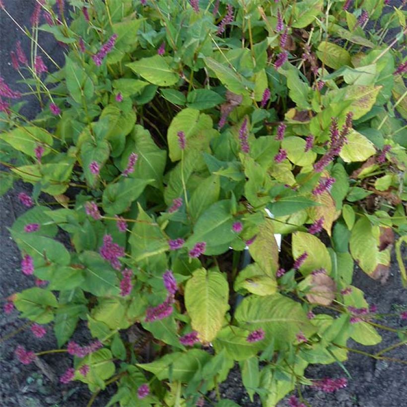 Persicaria amplexicaulis JS Caliente - Duizendknoop (Plant habit)