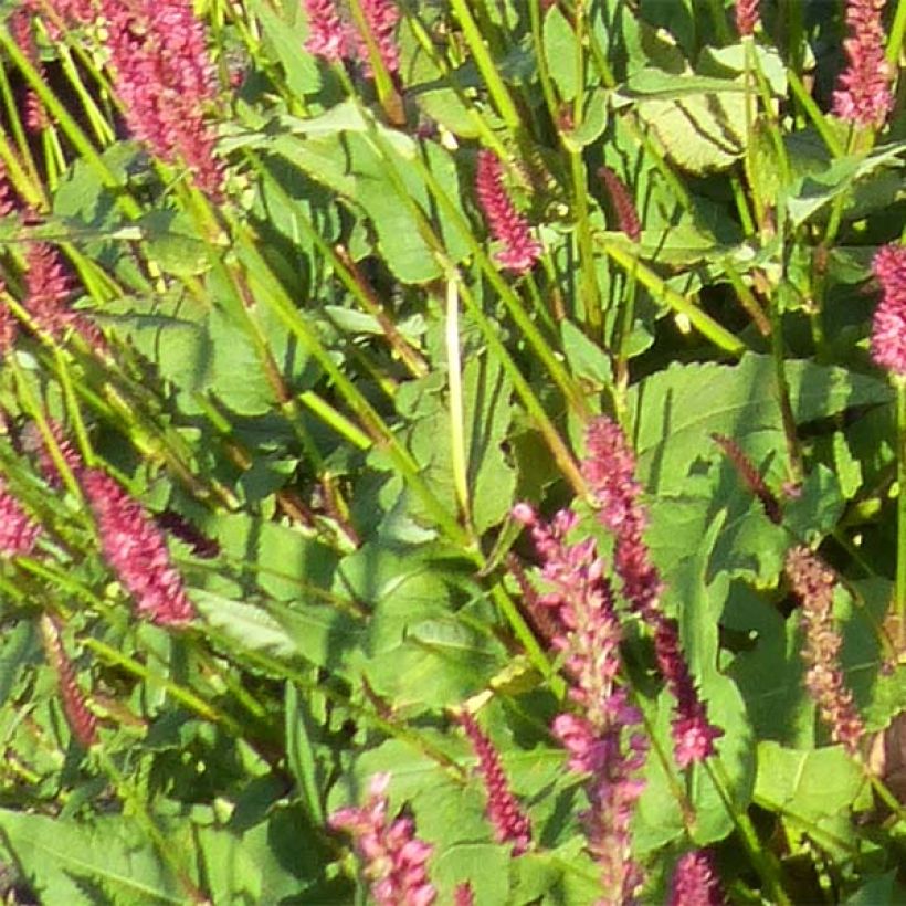 Persicaria amplexicaulis JS Delgado Macho - Duizendknoop (Foliage)