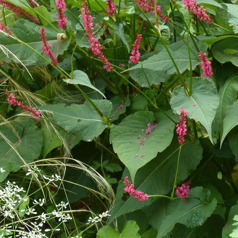 Persicaria amplexicaulis Speciosa - Duizendknoop (Foliage)