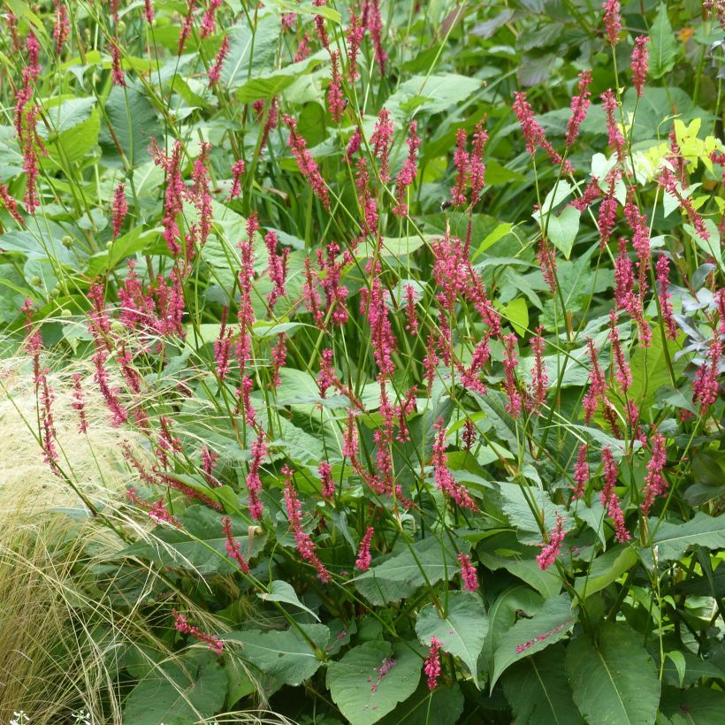 Persicaria amplexicaulis Speciosa - Duizendknoop (Plant habit)