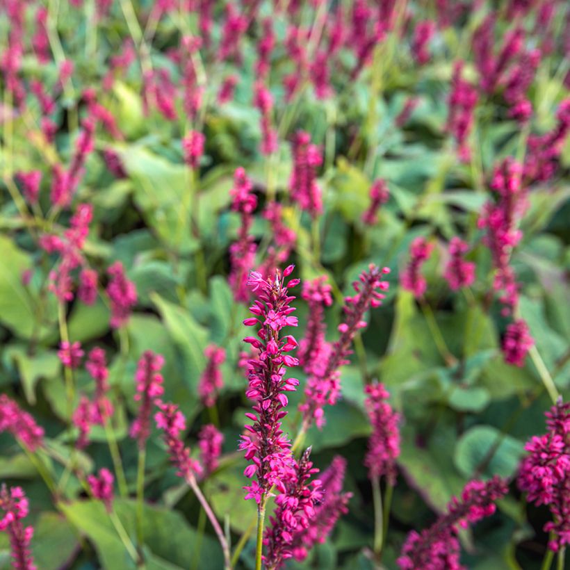 Persicaria amplexicaulis Speciosa - Duizendknoop (Bloei)